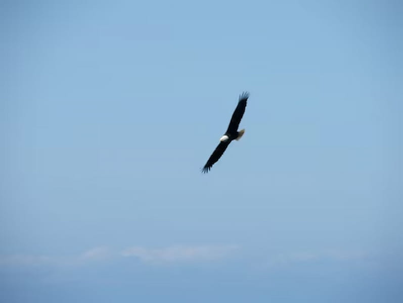Female bald eagle soaring overhead on Catalina Island