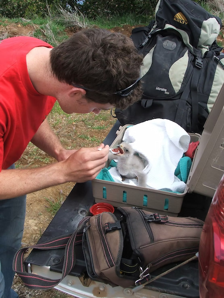 Feeding baby bald eagle one last time