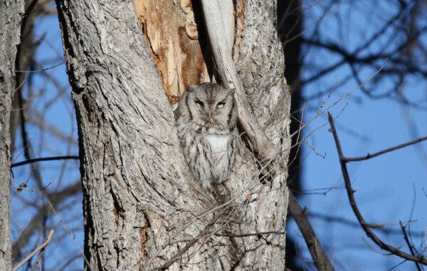 An eastern screech owl found at the Wheat Ridge Greenbelt