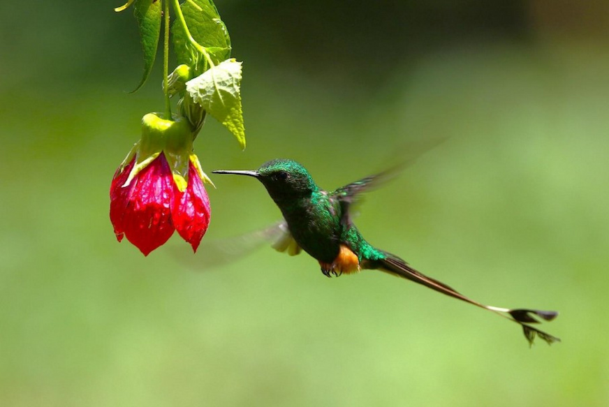 Hummingbird mid flight in Ecuador
