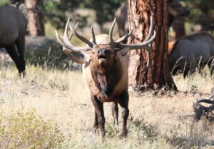 Elk bugling, seen on a guided nature hike in Rocky Mountain National Park