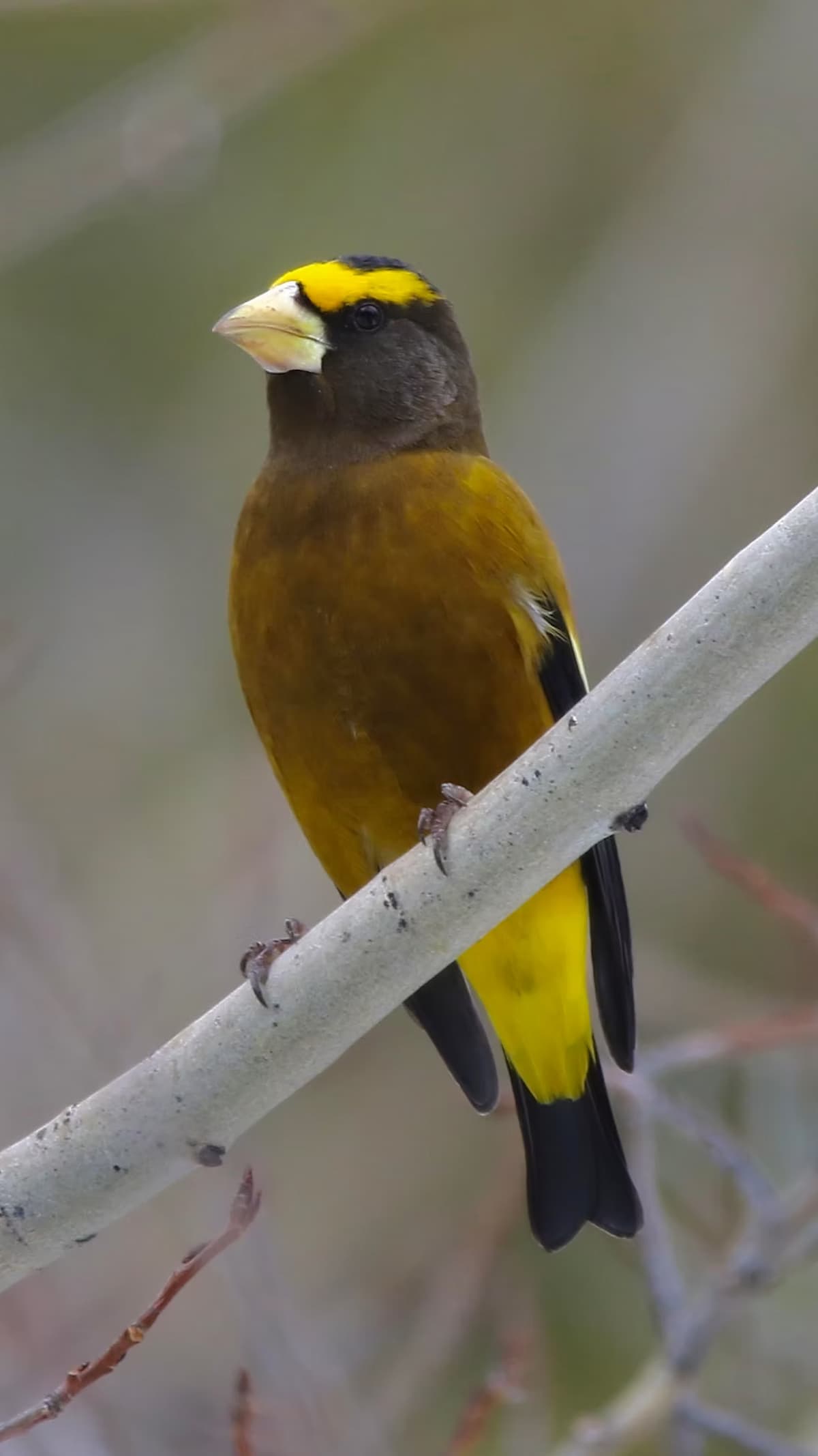 An Evening Grosbeak seen on a Birding Man Wildlife Tour