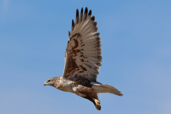 A ferruginous hawk on the wing at Rocky Mountain Arsenal National Wildlife Refuge