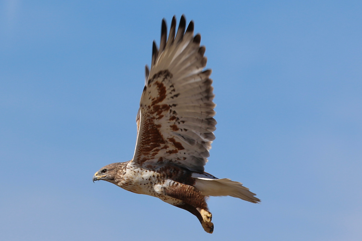 A ferruginous hawk on the wing at Rocky Mountain Arsenal National Wildlife Refuge
