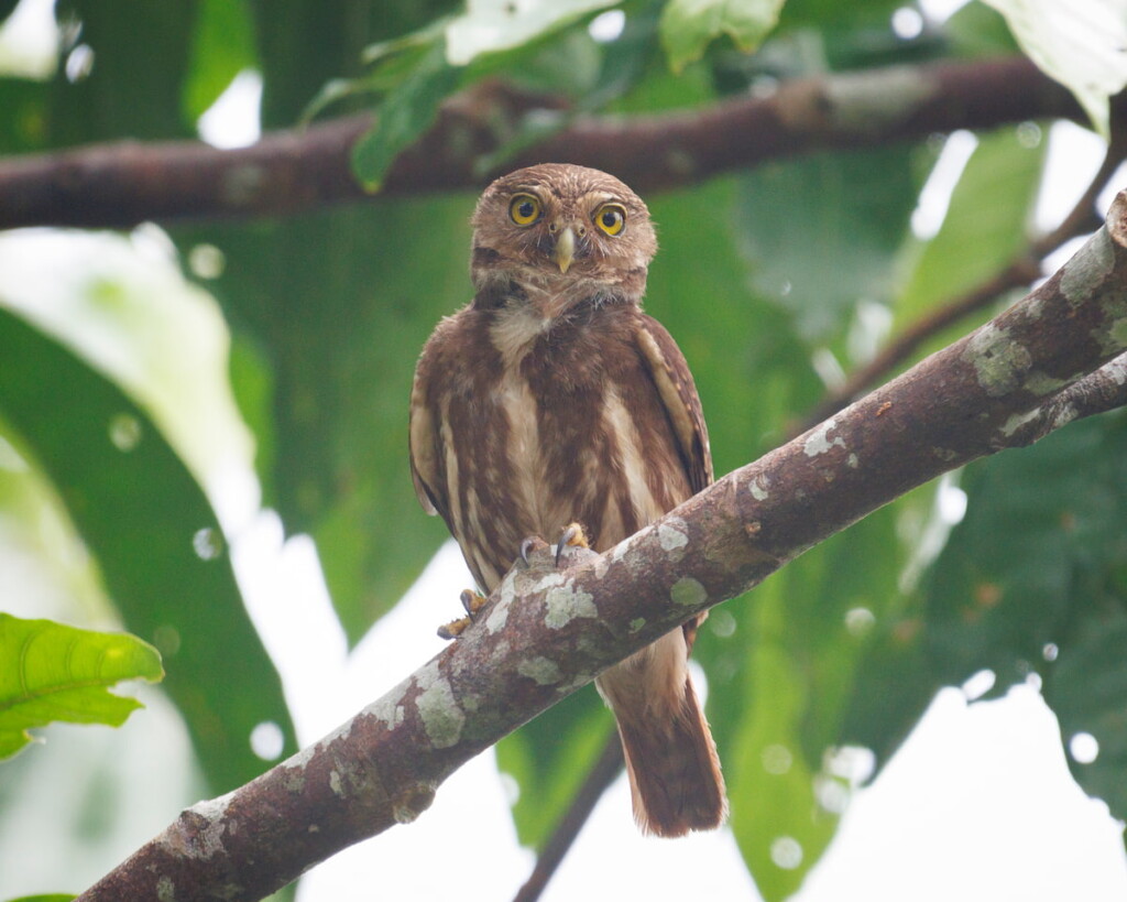 Ferruginous Pygmy Owl in the Ecuadorian Amazon
