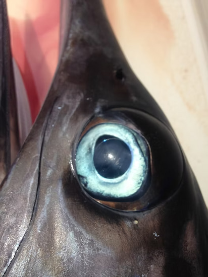 Close up of black marlins eye