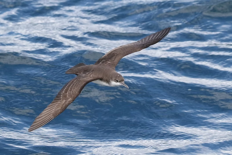 Spotted a shearwater while fishing in Tuna Coast, Panama