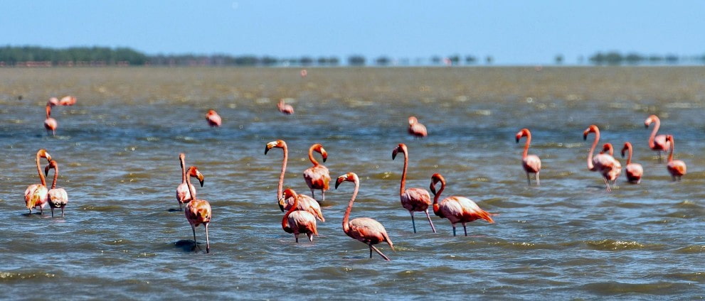 American Flamingos along Colombia's Caribbean coast