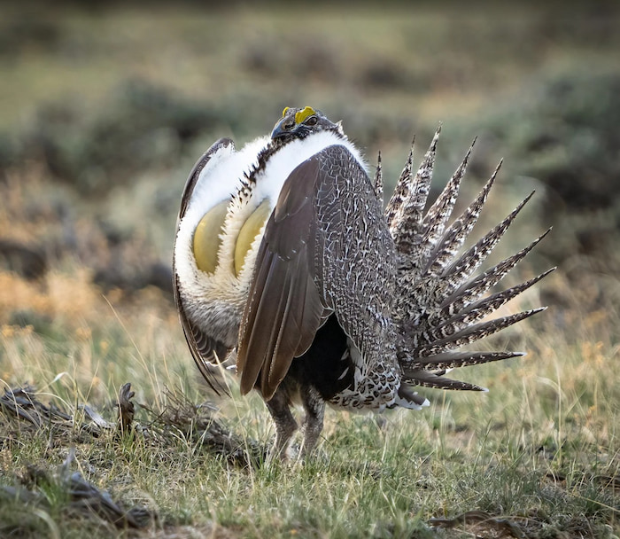 Greater Sage-Grouse displaying near Walden, Colorado