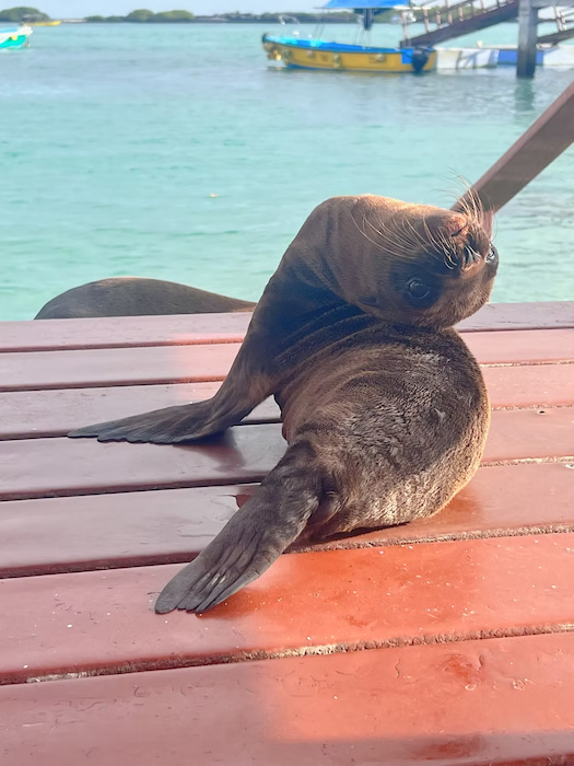 Sea lion pup on the docks