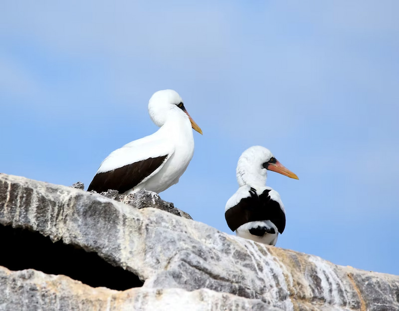 Nazca Booby bird in Galapagos