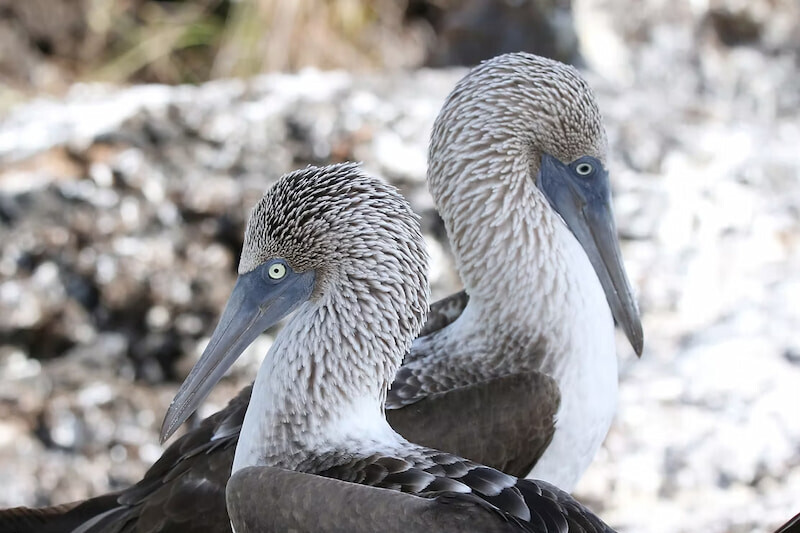 The famous blue footed booby of the Galapagos Islands Ecuador