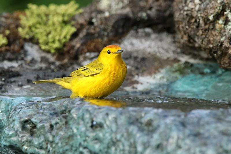 Bright yellow warbler bird