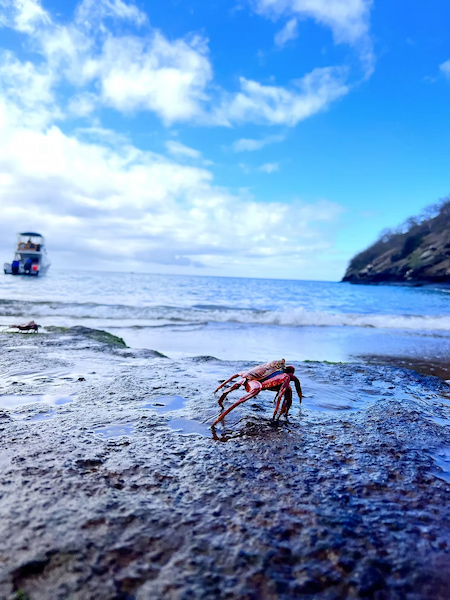 Sally light foot crab on Floreana Island