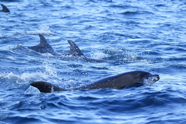 Pod of bottlenose dolphins