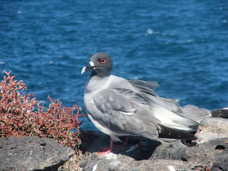 Swallow tailed gul in Galapagos Islands