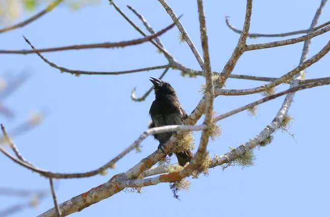 Finch bird in the trees