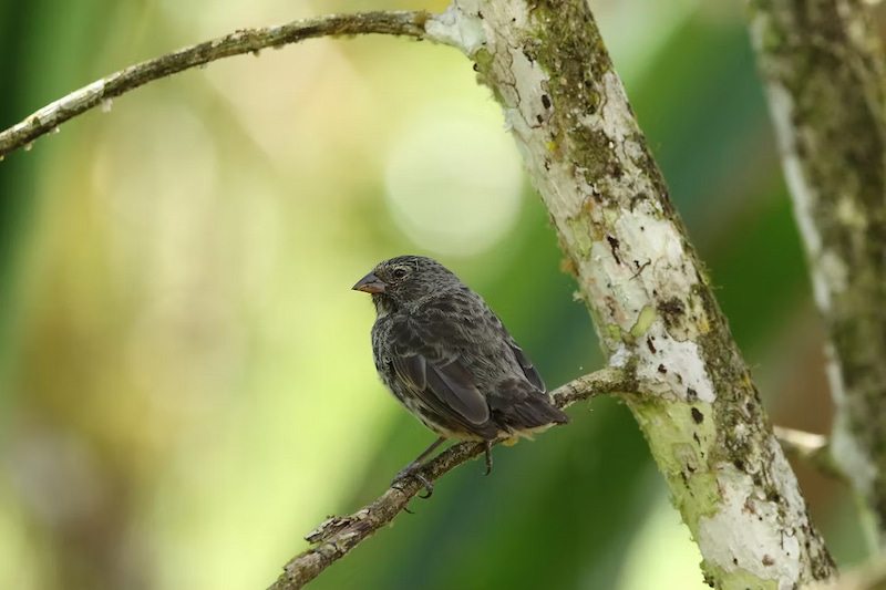Finch in Galapagos Islands Ecuador