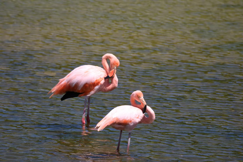 Flamingos on Floreana Island