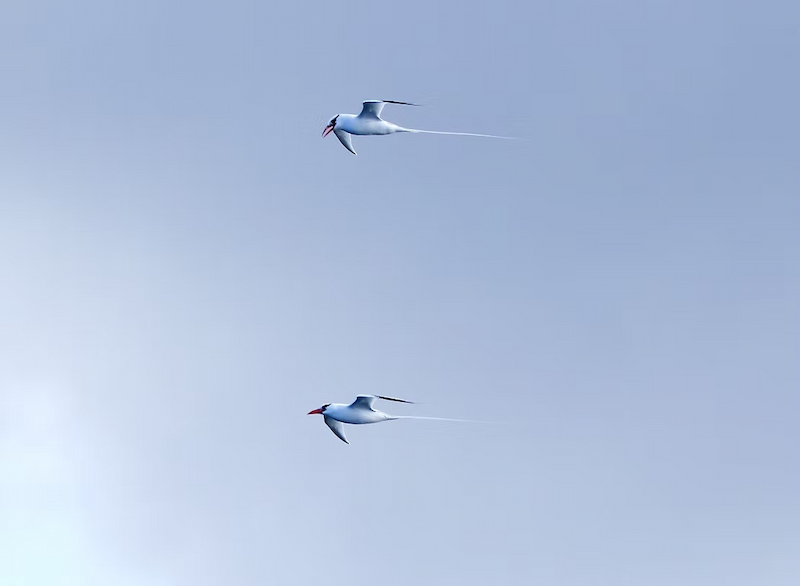 Terns flying over head