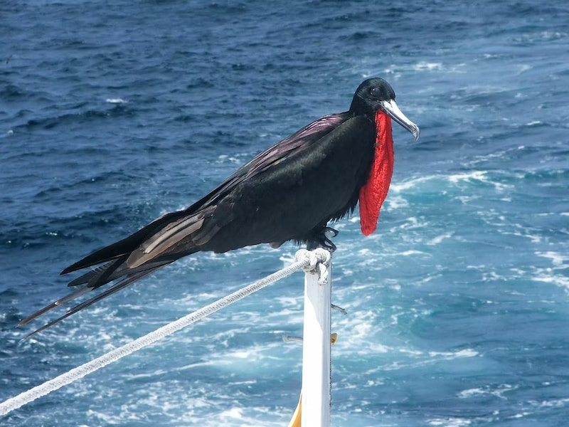Frigate bird on the boat while in the Pacific Ocean