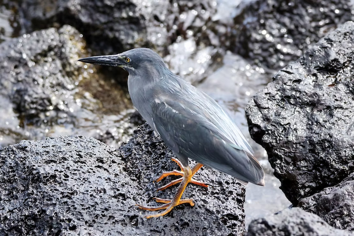 Lava heron on the islands