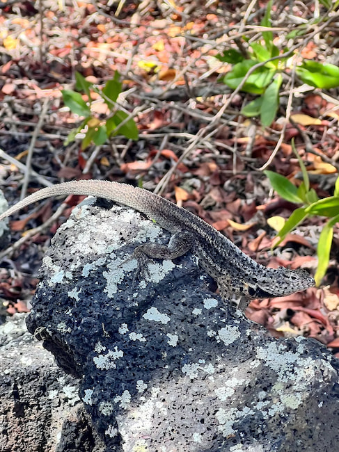Lava lizard on a rock in the Galapagos