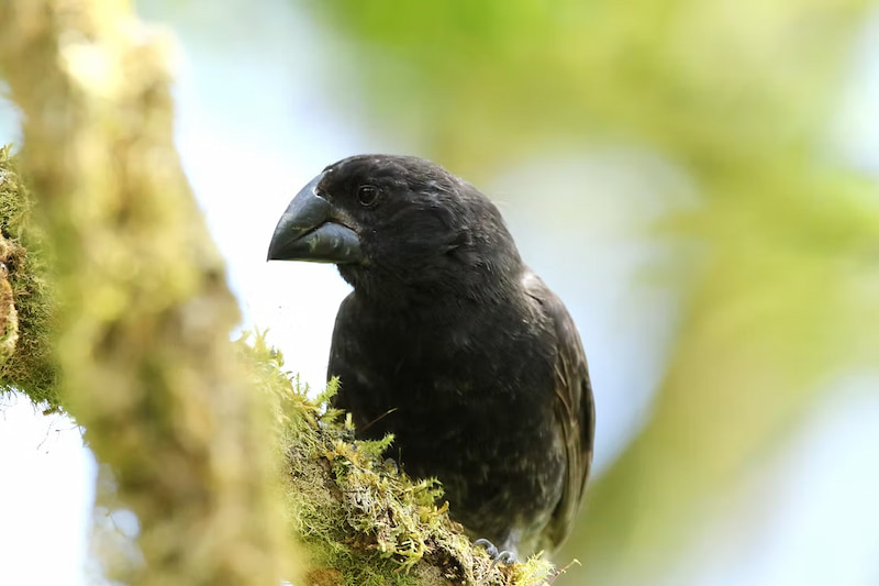 Megamouth finch bird in the trees