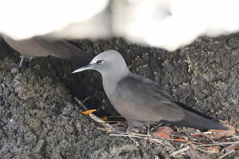 Noddy on Isabela Island