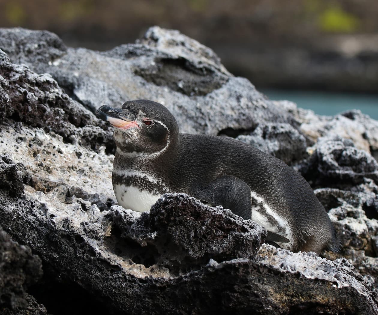 A Galapagos Penguin sitting on a rock.
