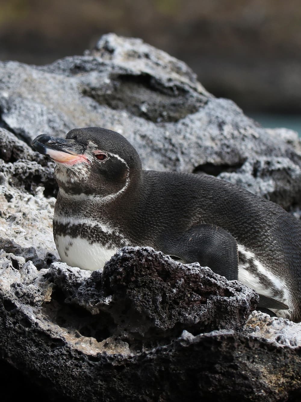 A Galápagos Penguin on Isla Isabela, Galápagos, Ecuador