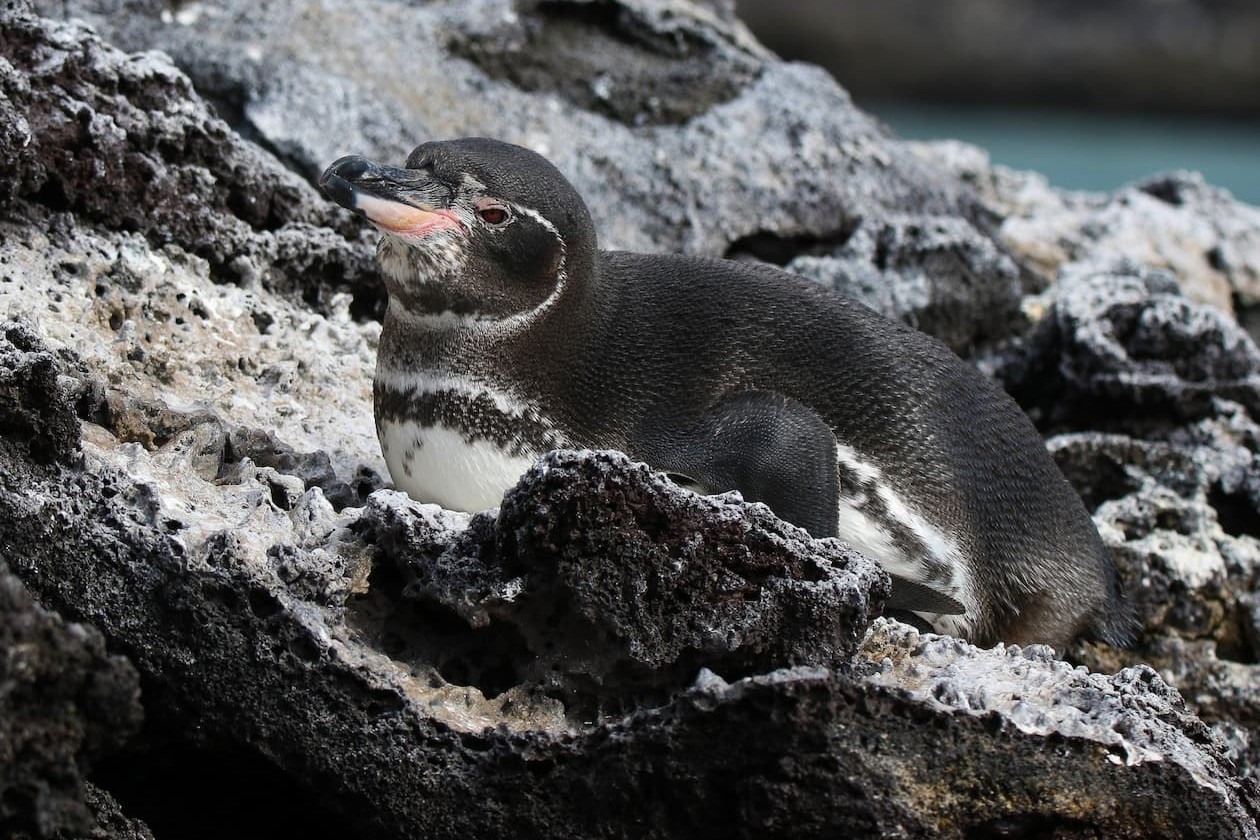 A Galapagos Penguin near Isabela Island