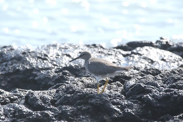 Tattler bird wondering around the lava rocks