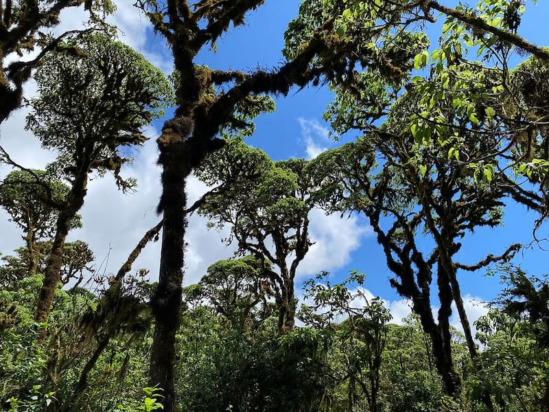 Forest on one of the islands in the Galapagos chain