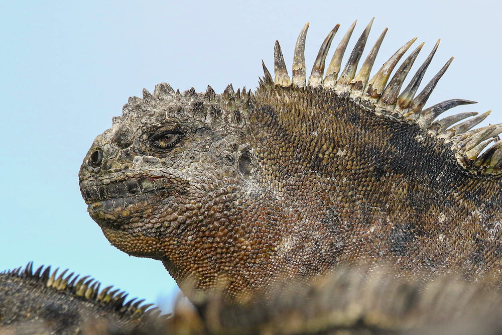 A Marine Iguana on the Galapagos Islands