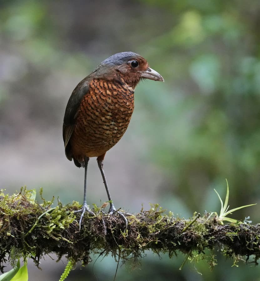 A Giant Antpitta in a cloud forest in western Ecuador