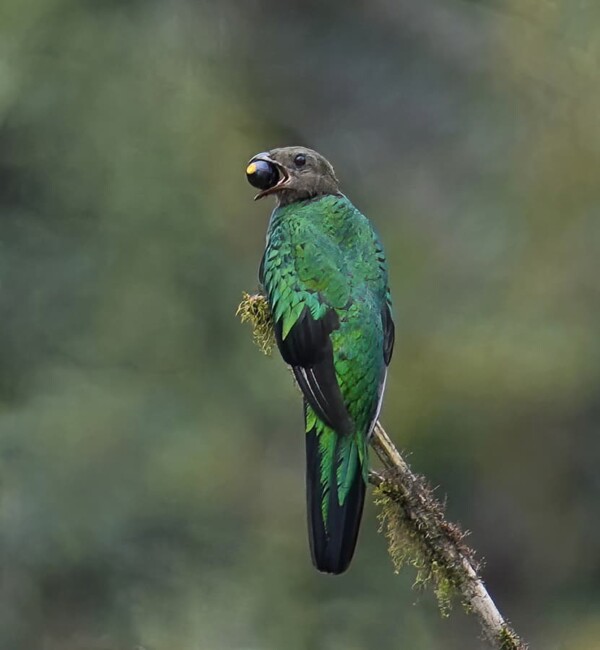 A Golden-headed Quetzal near Mindo, Ecuador.