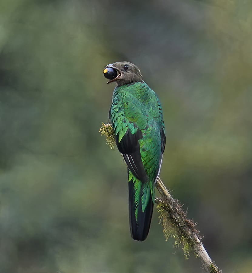 A Golden-headed Quetzal near Mindo, Ecuador.