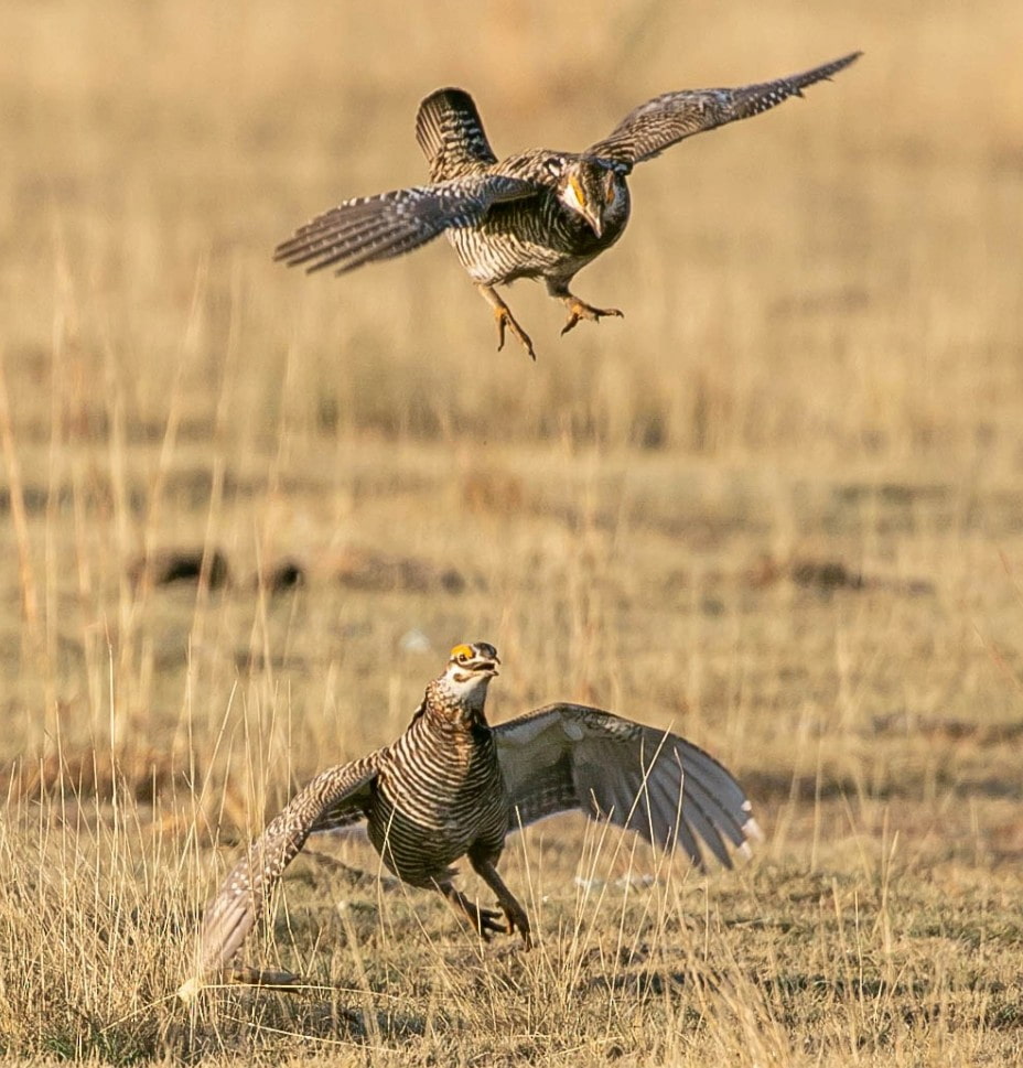 Two Greater Prairie-Chicken males spar during a courtship ritual