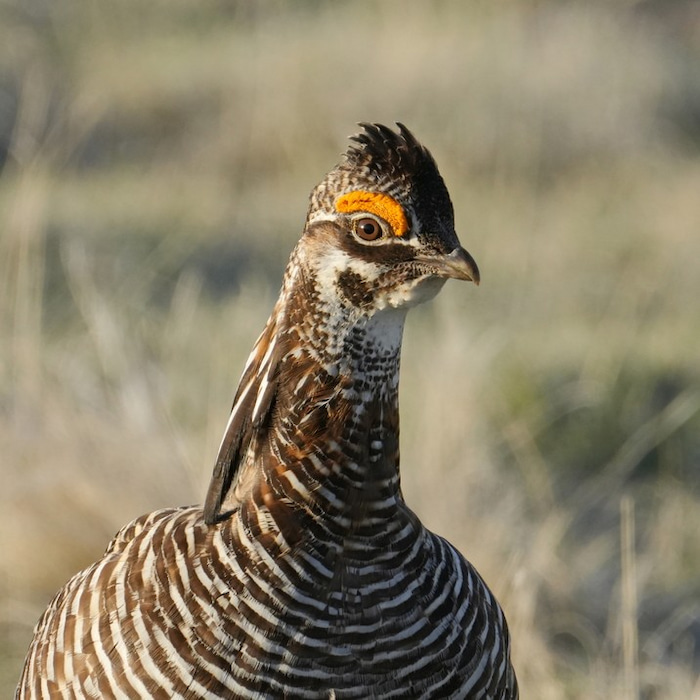 A Greater Prairie Chicken in eastern Colorado