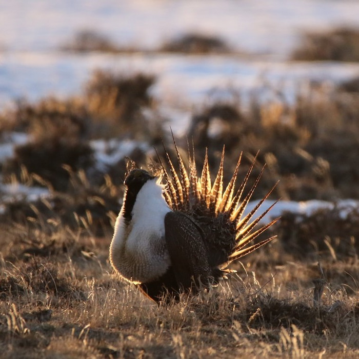 A Greater Sage-Grouse displaying in Colorado