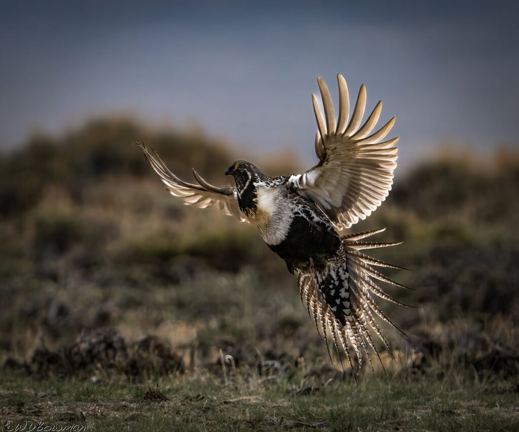 Greater Sage-Grouse in flight by Bill Bowman