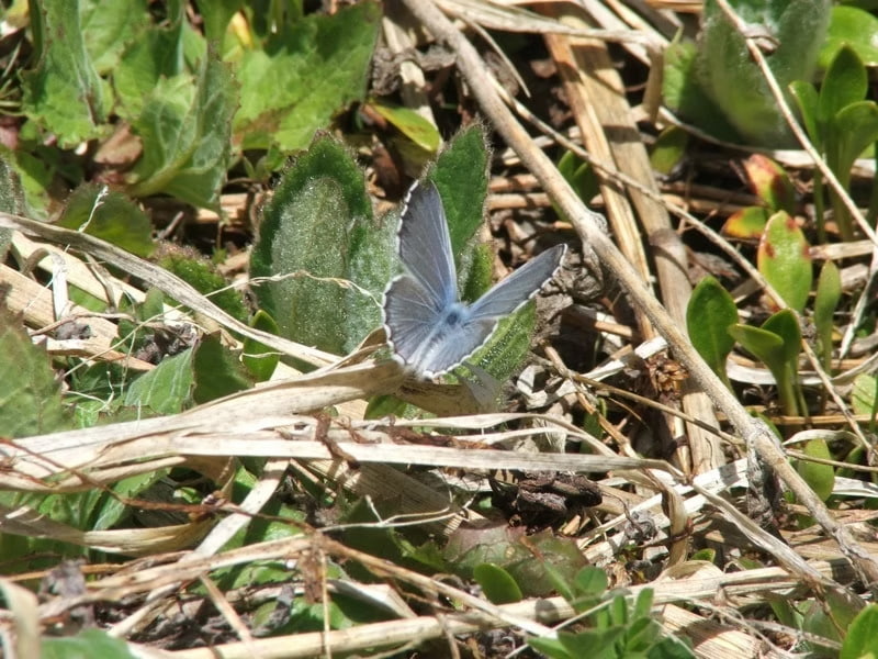 Common blue butterfly