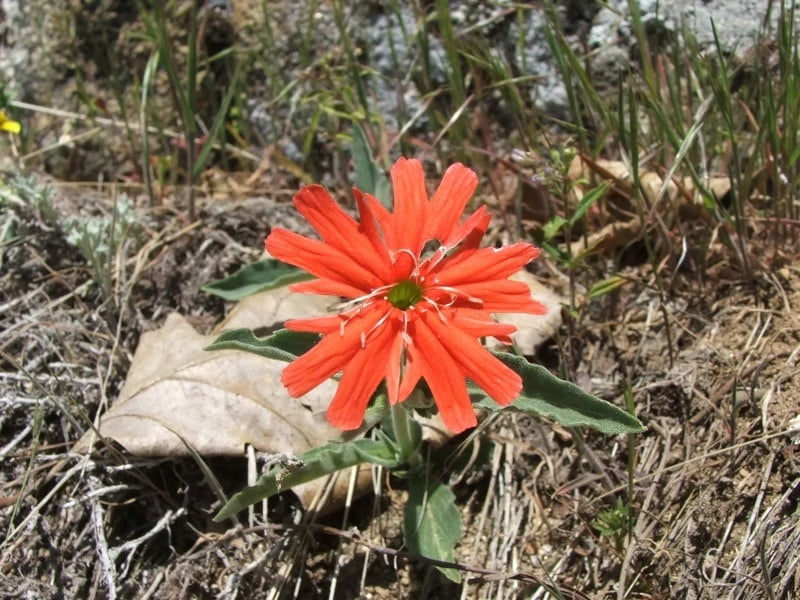 Cardinal catchfly