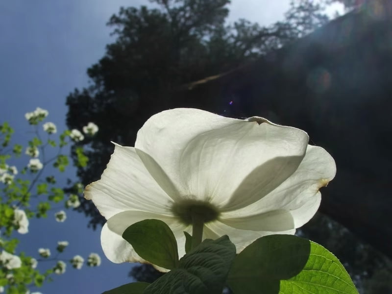 Pacific dogwood flowers