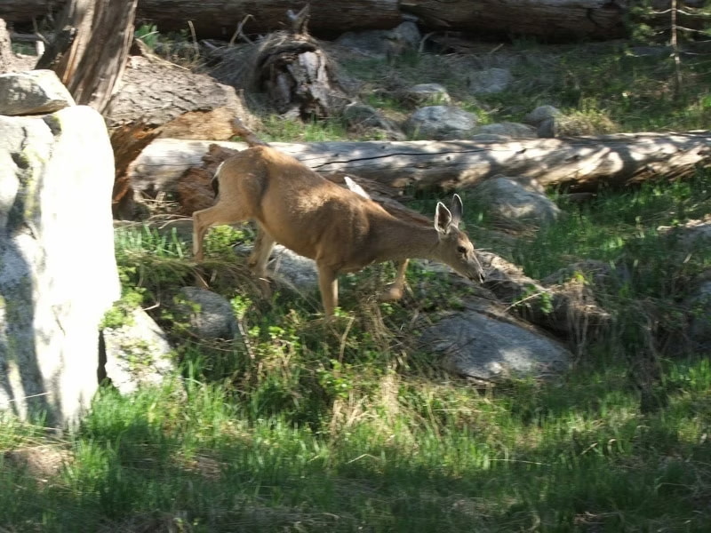 Mule deer in the forest
