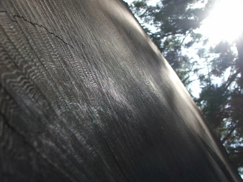 Fallen Sequoia in the forest