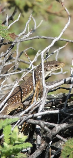 Northern Alligator Lizard