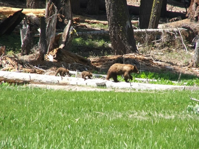 Bear mom and cubs in the meadow
