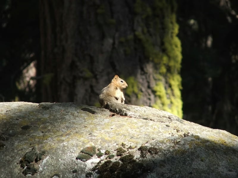 Gold mantled ground squirrel